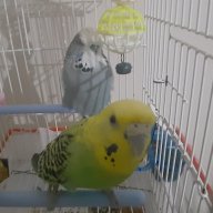 mhbkus